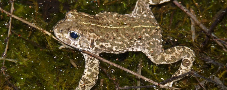 Crapaud calamite (Bufo calamita)