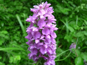 Orchis négligé (Dactylorhiza praetermissa)