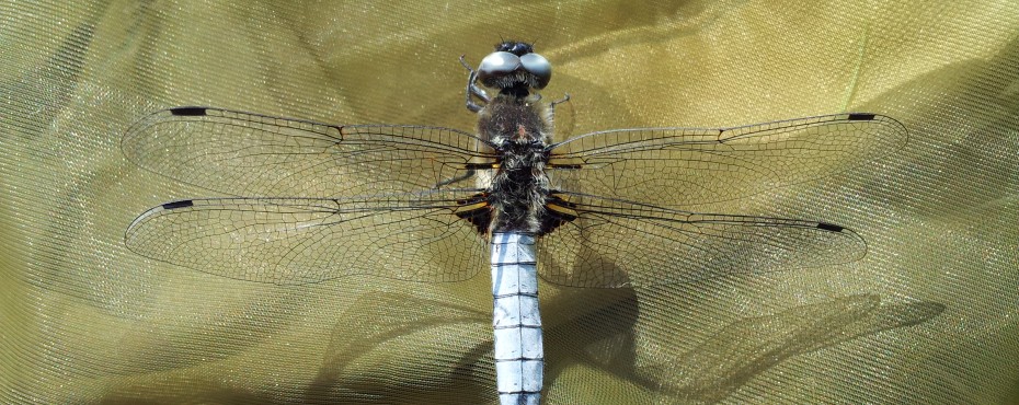 Libellule fauve (Libellula fulva)