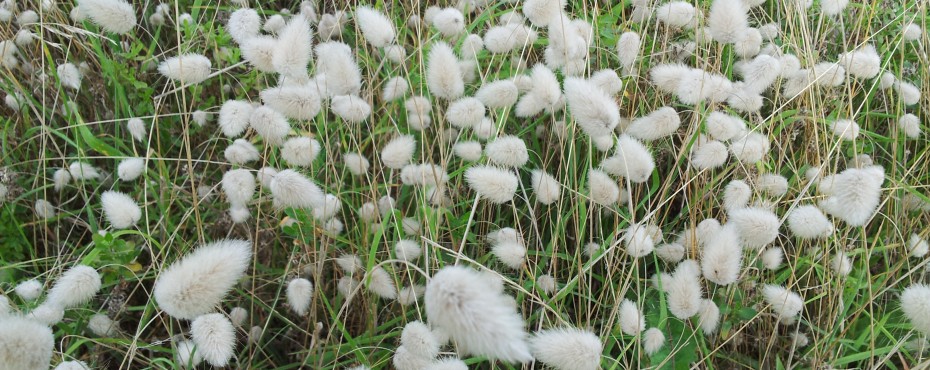 Queue de lièvre (Lagurus ovatus)