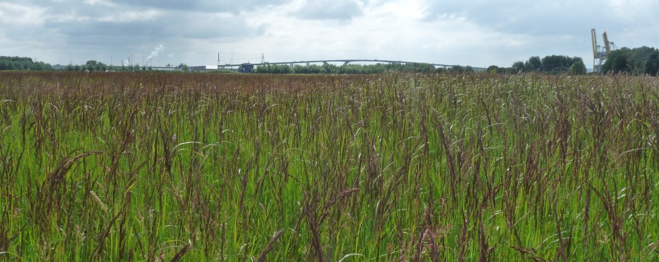 Friche à calamagrostis commun