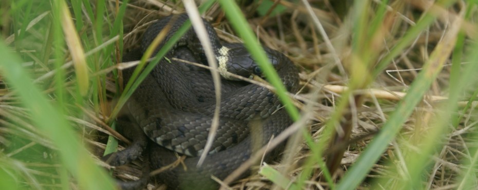 Couleuvre à collier (Natrix natrix)