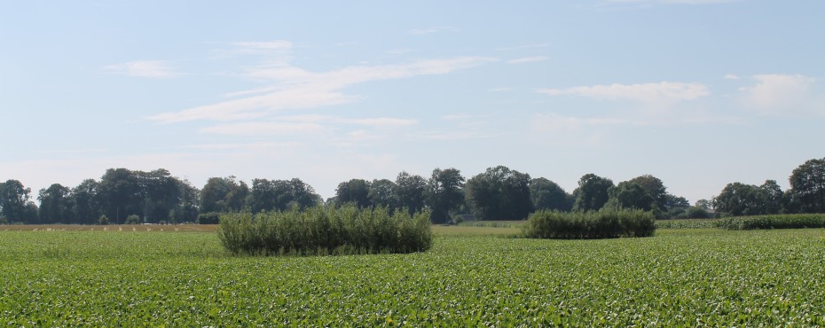 Aménagement de deux fascines vivantes dans une parcelle cultivée